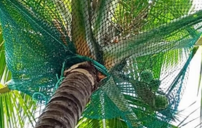 Coconut covering nets In bengaluru