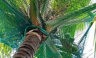 Coconut covering nets in bengaluru