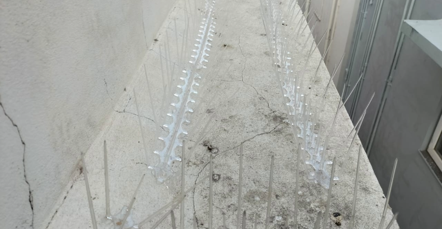 BIRD SPIKES IN BENGALURU
